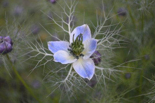Nigella