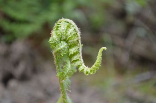 fern
