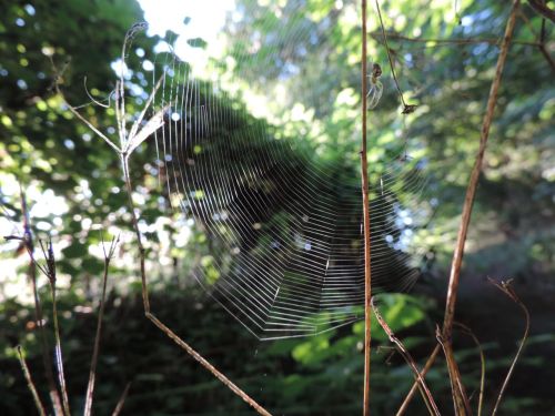 web