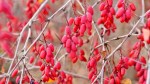 berberis