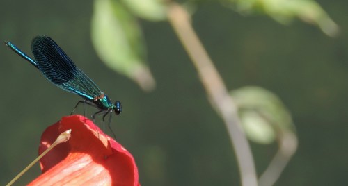 dragonfly