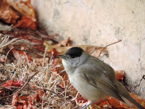 black headed warbler