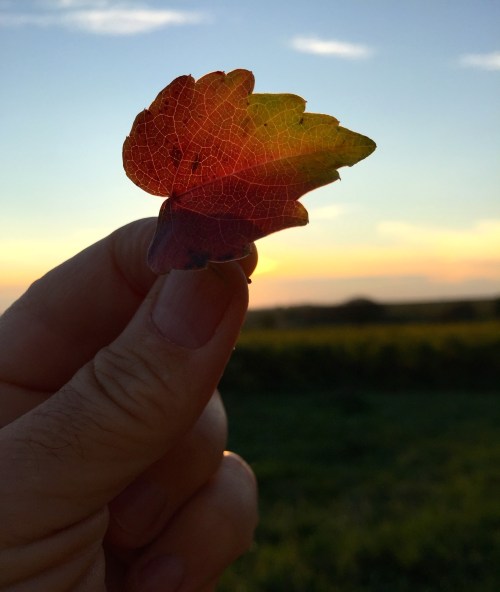 sunset leaf