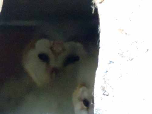 two owlets in nest