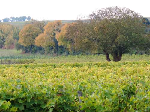 vineyard early autumn