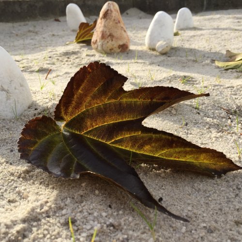 leaf and stone