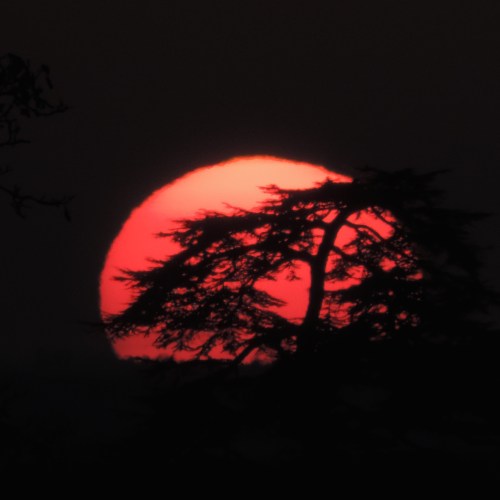 setting sun behind tree