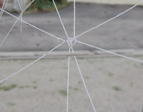 simple web