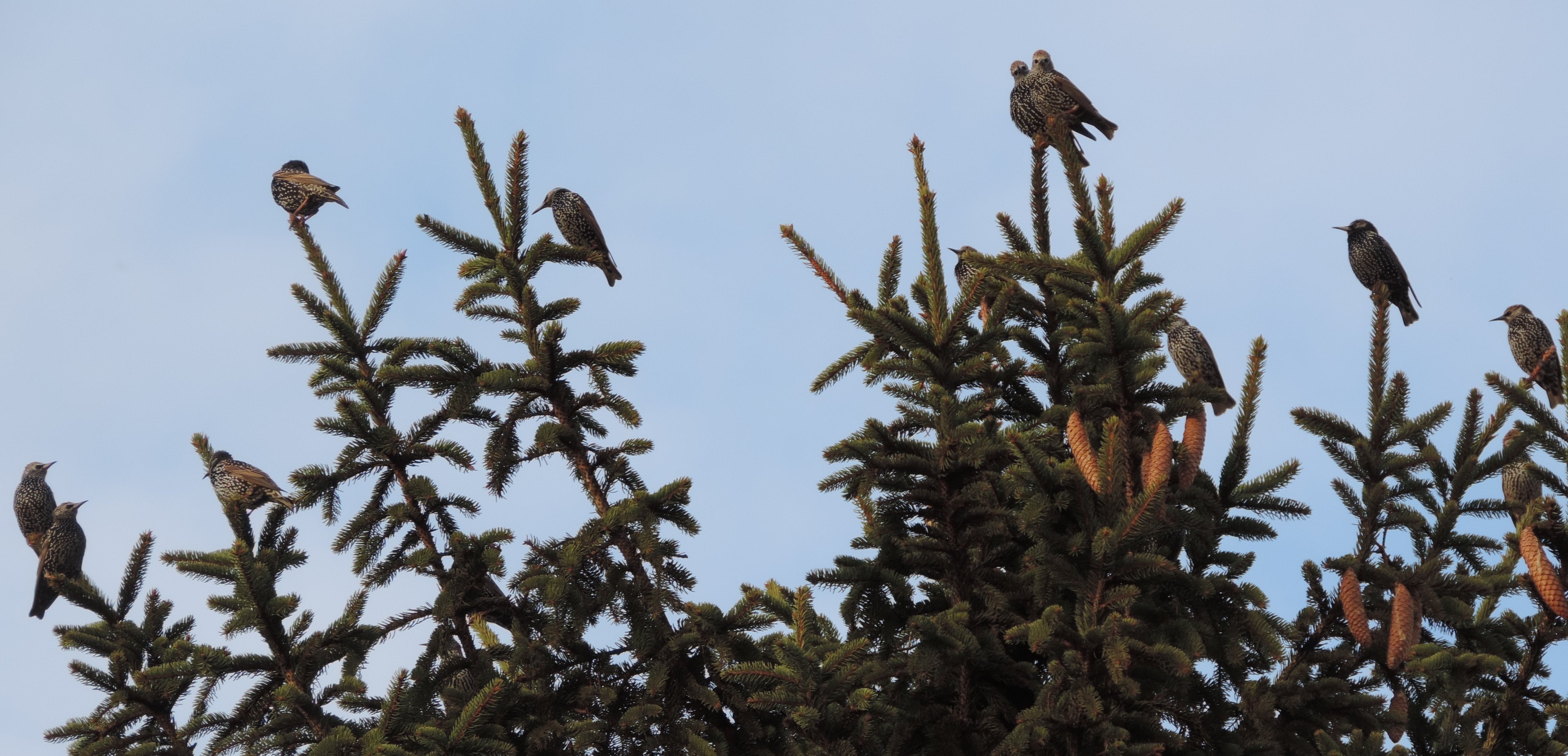 starlings in the tree