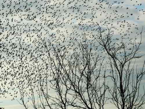 starlings
