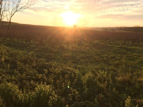 sun over the vines