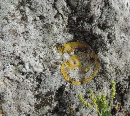 dolmen lichen.jpg