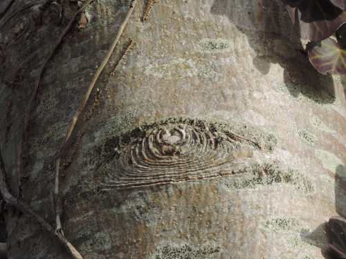tree eye