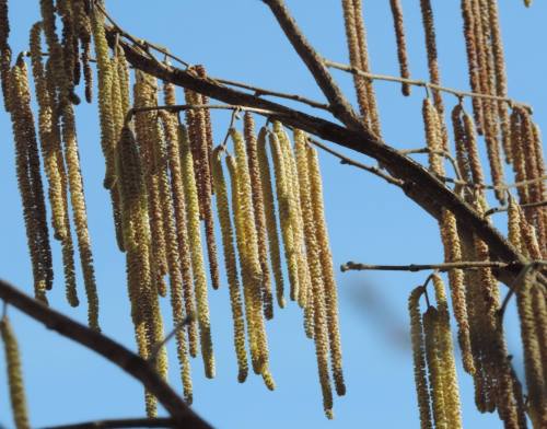 catkins
