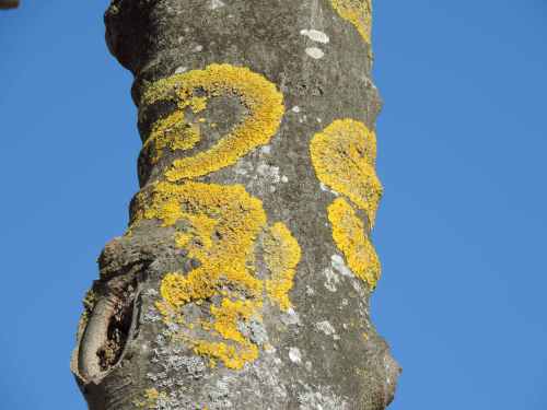 lichen