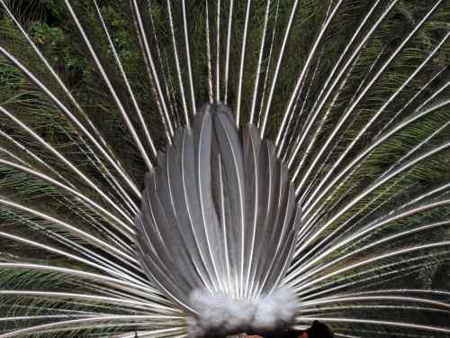 peacock feathers