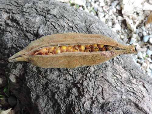 seedpod