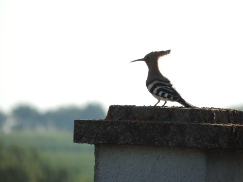 hoopoe