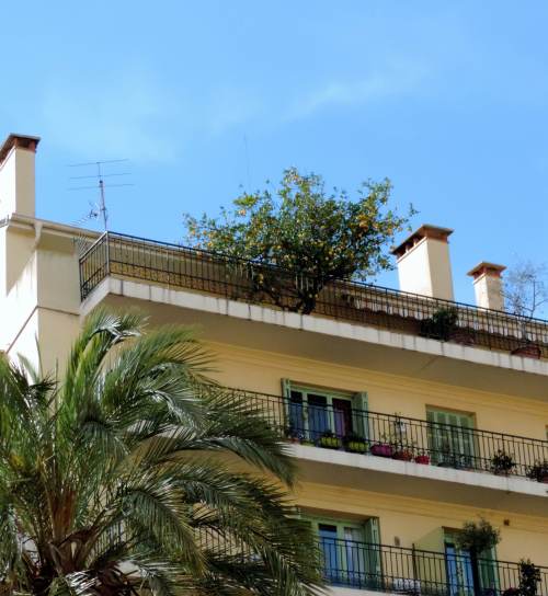 lemon tree balcony