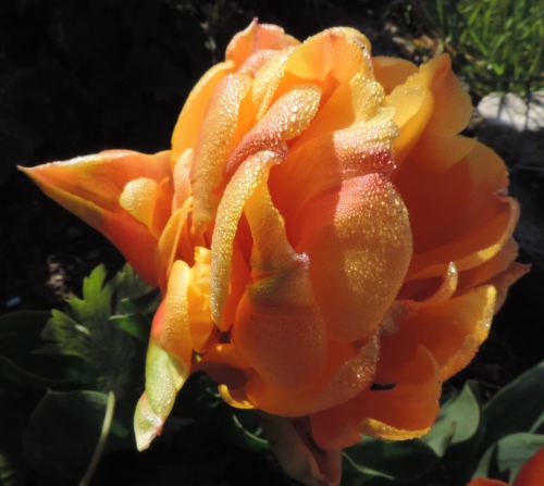 orange tulip