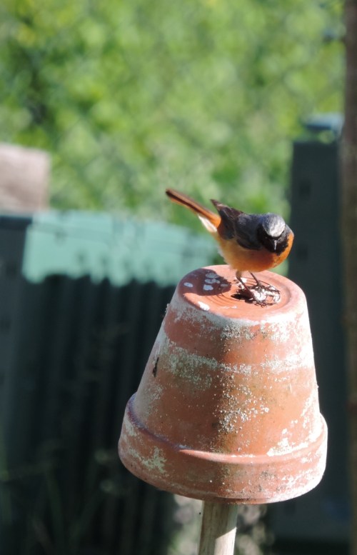 redstart