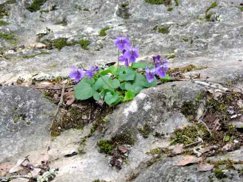 rock plant