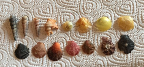 shells