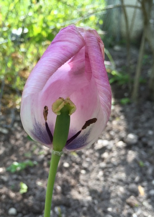 tulip opening