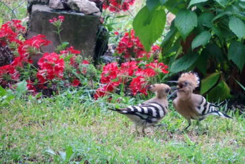 hoopoes feeding.jpg