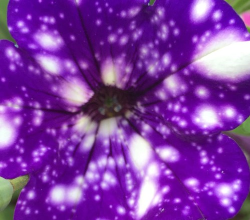 night sky flower.jpg