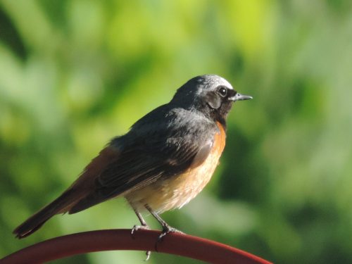 redstart close.jpg