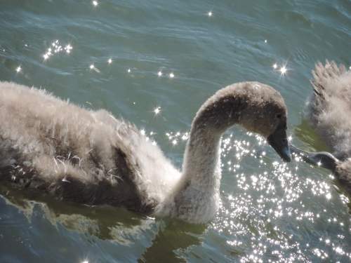 cygnet