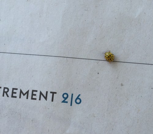 ladybird yellow
