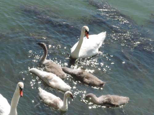 swan family