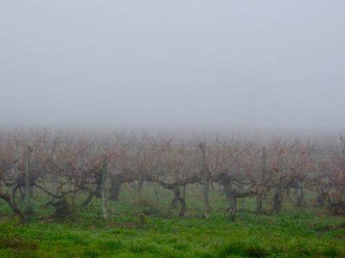 vine-fog