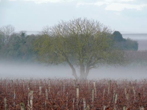 tree-vine-fog