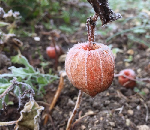 frosted japanese lantern