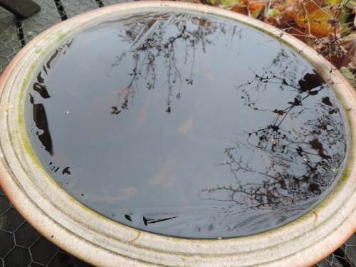 water starting to freeze