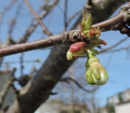 budding cherry tree