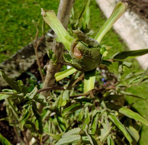 tree peony bud